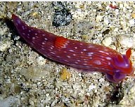 Photo: B. & S. Koretz, Eilat, May 2005; compare in Sea Slug Forum